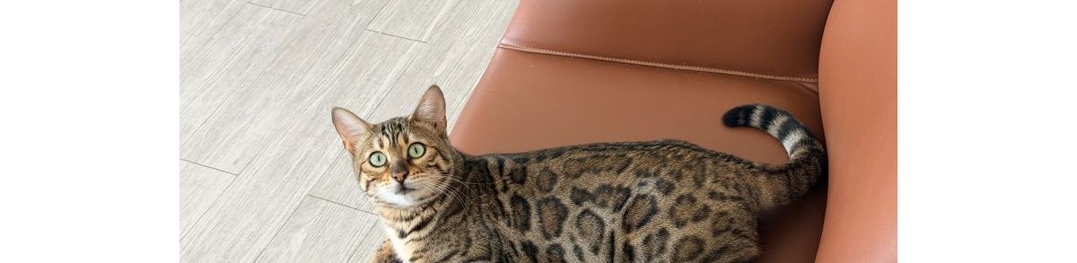 沐沐（豹猫）出场
