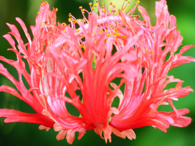 DSCF0862-1.jpg