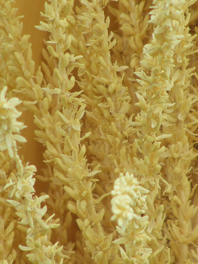 flower2.jpg