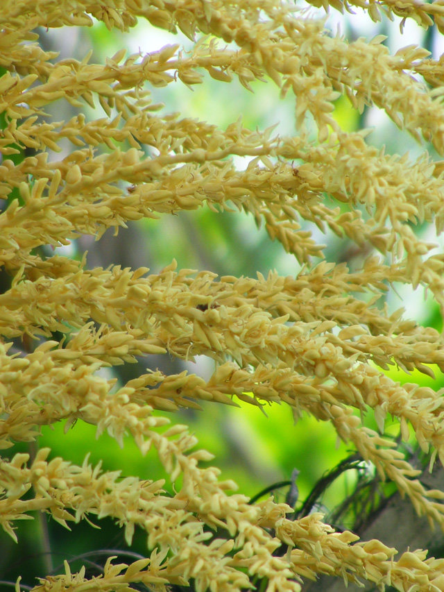 flower3.jpg