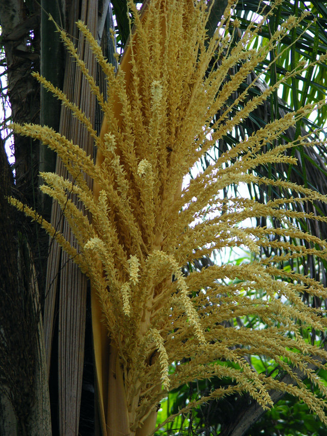flower1.jpg