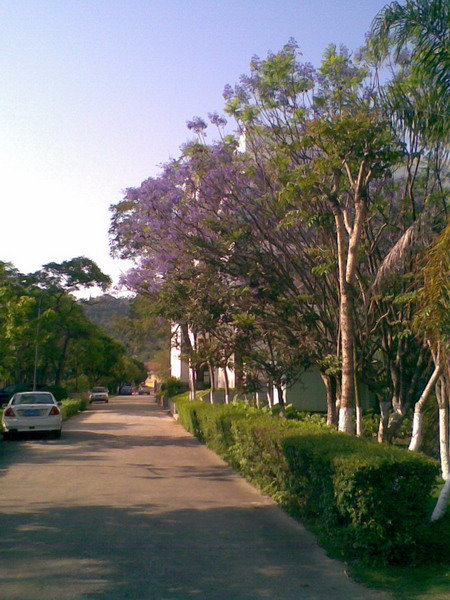 花荫小道.jpg