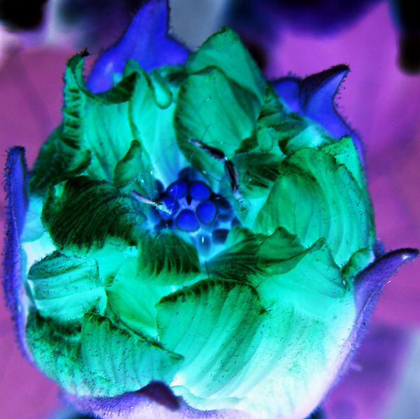 flower1.jpg