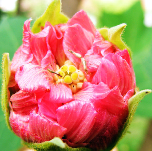 flower2.jpg