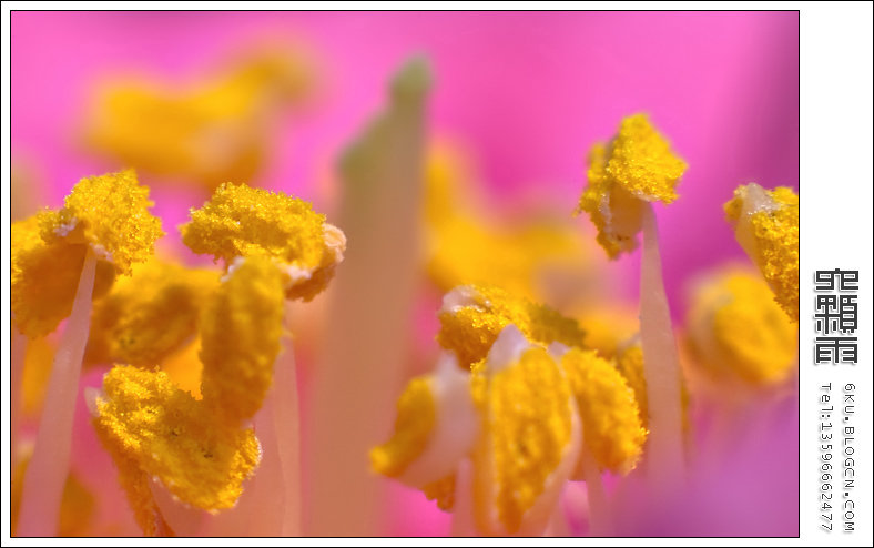 花蕊~~