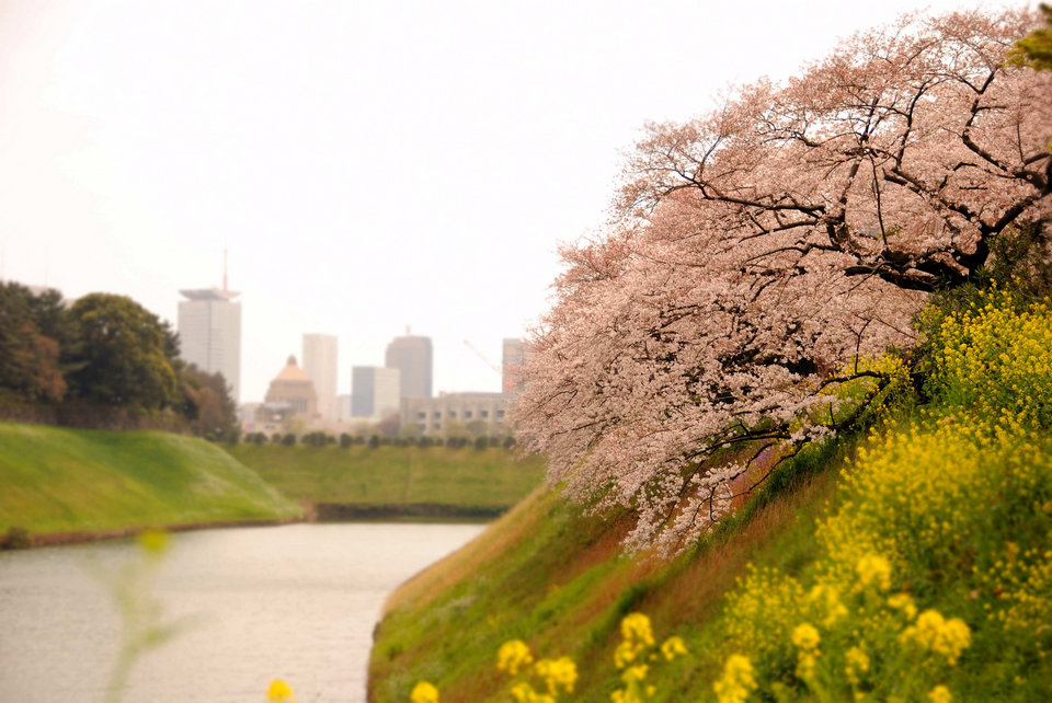 Sakura