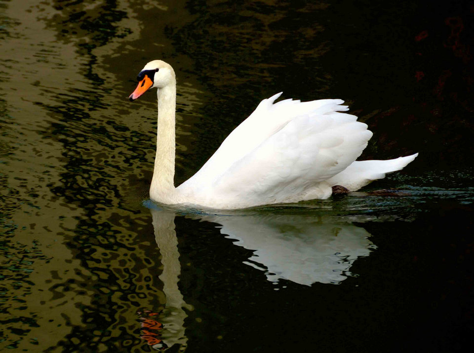 Swan