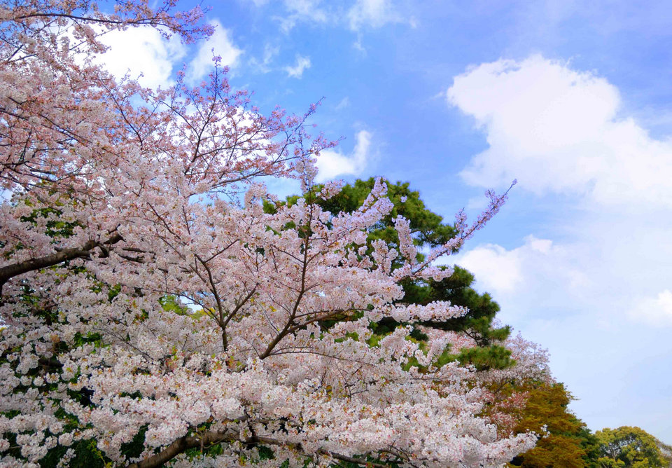 Sakura in the Imperial Palace
