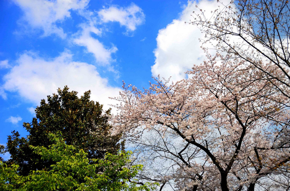 Sakura in the Imperial Palace