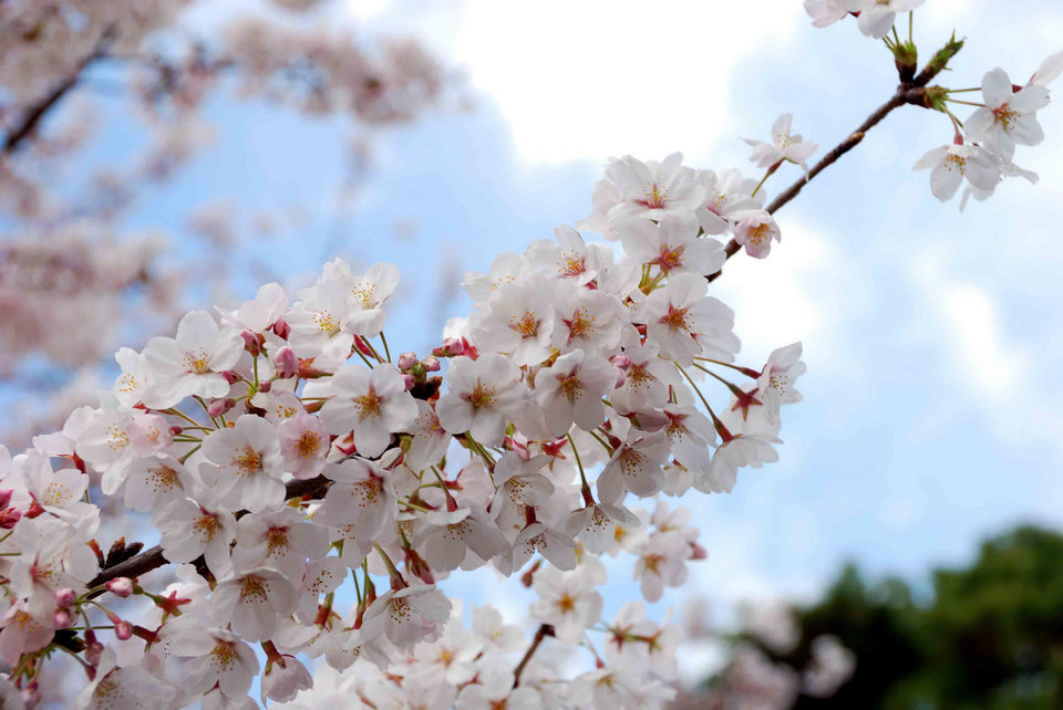 Sakura in the Imperial Palace