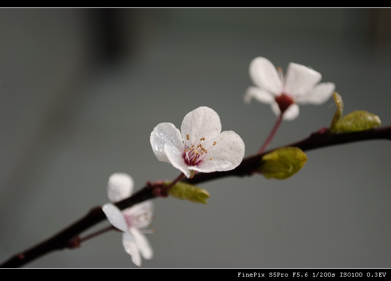 _DSF0686.jpg