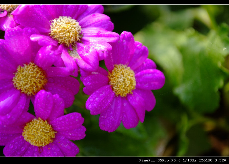 _DSF0713.jpg