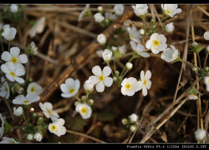 _DSF0694.jpg