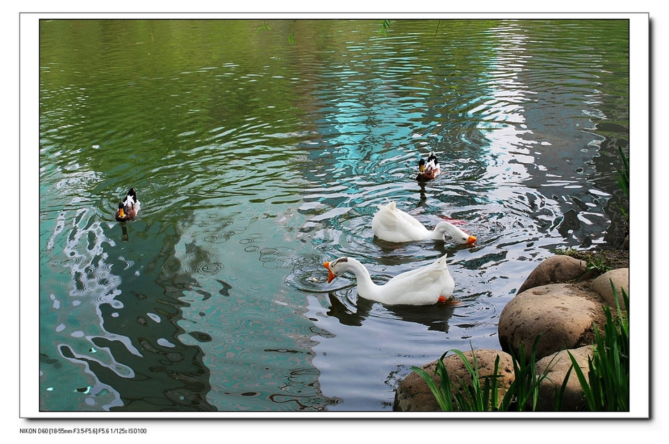 DSC_1979.JPG