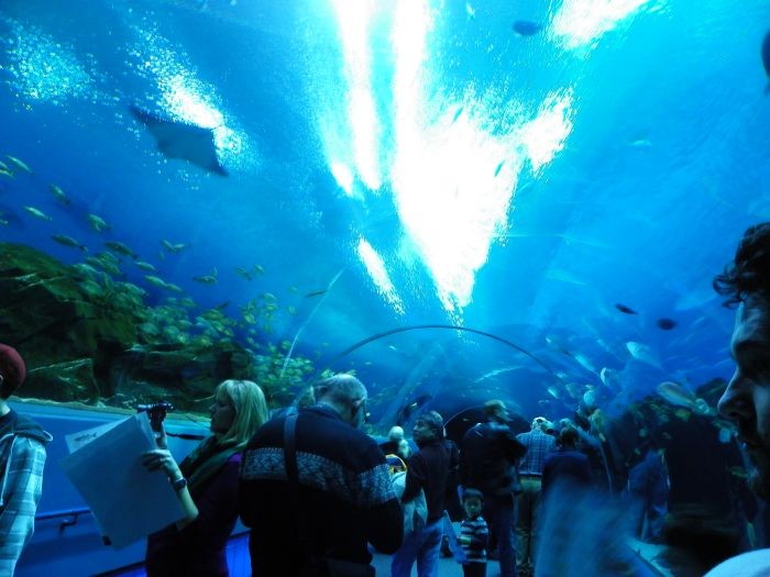 亚特兰大水族馆的某水下通道