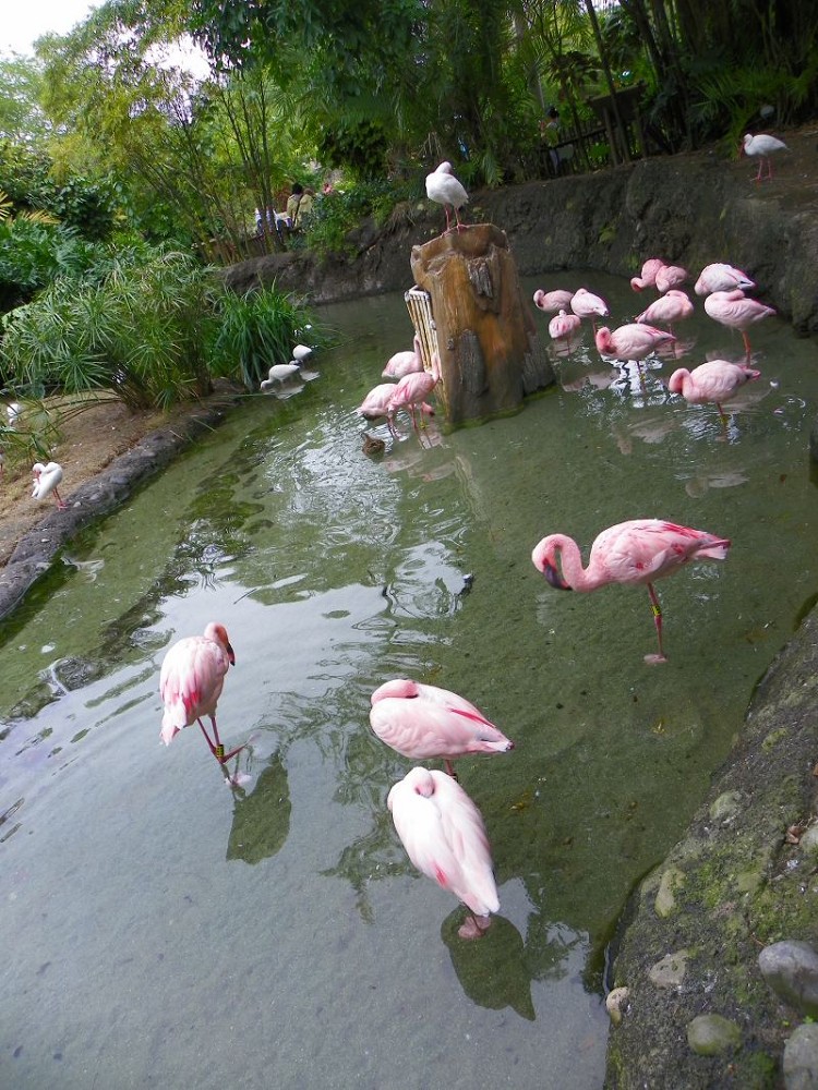 flamingo，很臭！