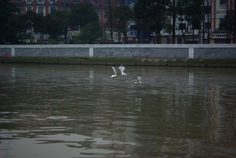 打鸟2.JPG