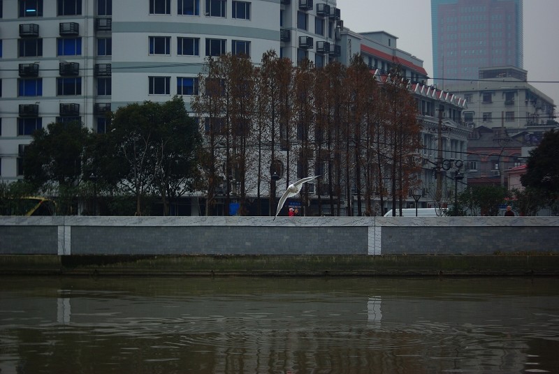 打鸟1.JPG