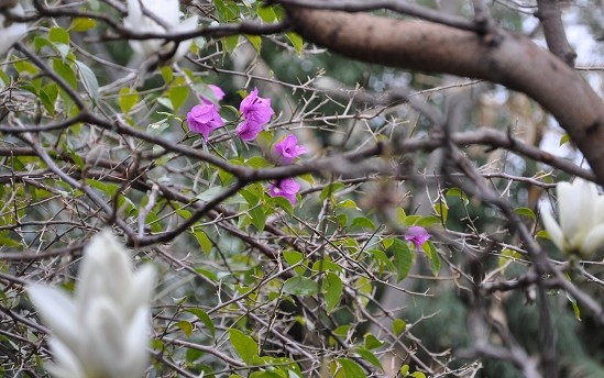 DSC_0559.jpg