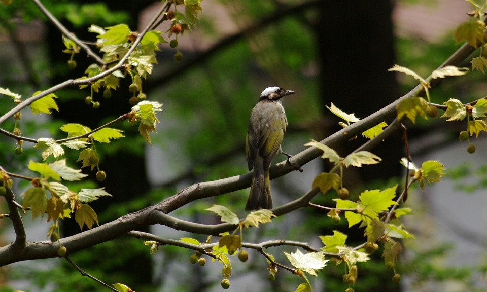 SG103976.JPG