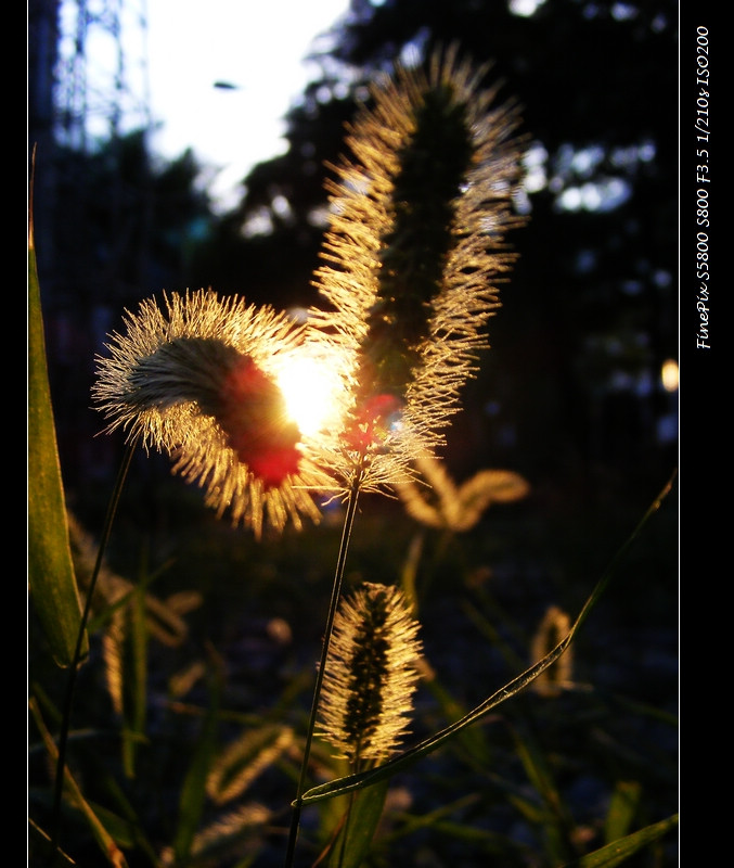 DSCF7555.JPG