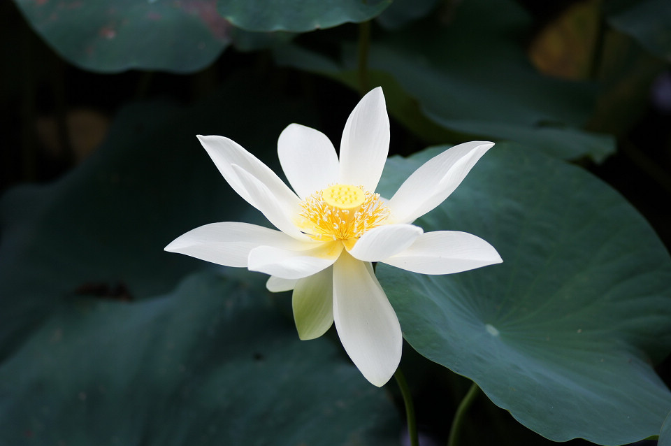 DSC00761_调整大小.JPG