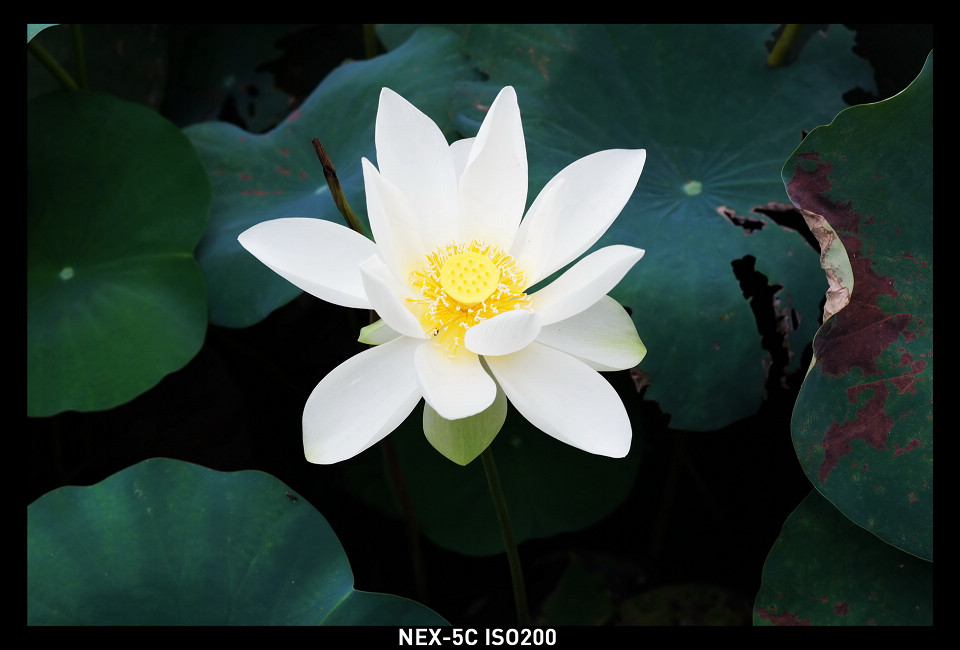 DSC00780_调整大小.JPG