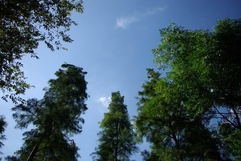 SG107118a.jpg