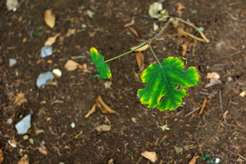 SG108778.JPG